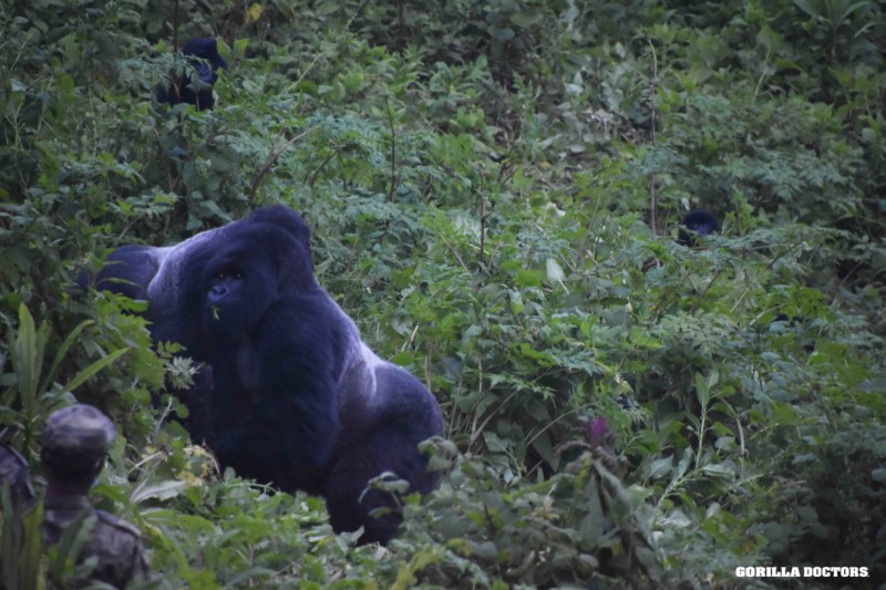 Young gorillas seen dismantling poachers' traps for the first time > Days  after a poacher's trap killed a young mountain gorilla in Rwanda's  Volcanoes National Park, researchers have spotted something remarkable: two