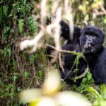 Guardians of Gorilla Health: Meet Team Rwanda