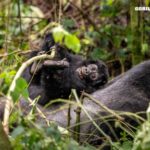 Growing Up Gorilla Part 2: Kwita Izina