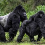 Gorilla Doctors and Gorilla Adoptions