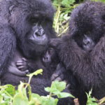 Press Release: Conservation Success Leads to New Challenges for Endangered Mountain Gorillas