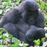 Gorilla Doctors Rescue Grauer’s Gorilla from Snare