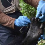 First Gorilla Snare Rescue of 2022