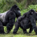 A Possible COVID-19 Silver Lining for Great Ape Conservation