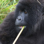 Chew On This: Personalized Health Care for Mountain Gorillas
