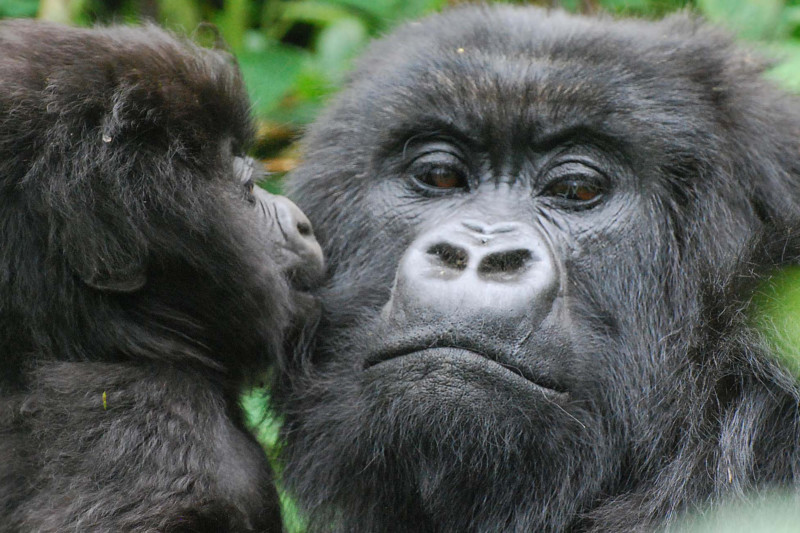 Cruelty Meget rart godt Eve Chew On This: Personalized Health Care for Mountain Gorillas - Gorilla  Doctors Gorilla Doctors