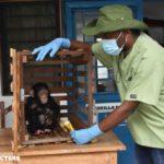 Gorilla Doctors DRC Team Receives Another Infant Chimpanzee Confiscated from Illegal Wildlife Trade