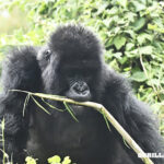 Our Hospital is the Forest: Gorilla Doctors treat a mountain gorilla in Susa group