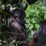 When Gorillas 'Rescue' Themselves