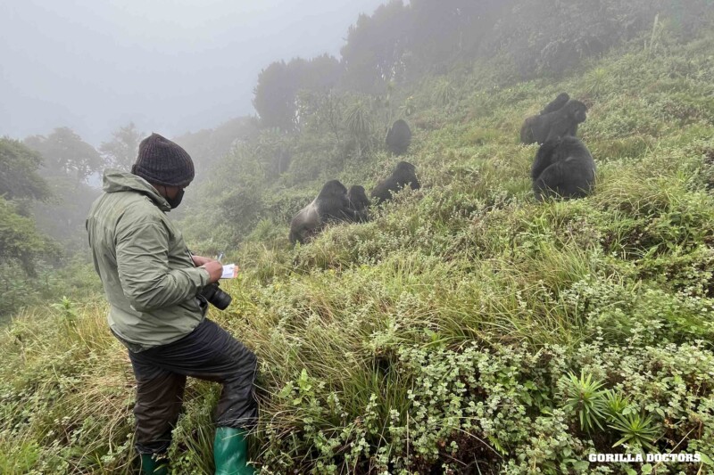 Gorilla Doctors mountain gorilla health check