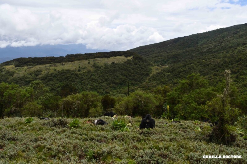 high elevation vegetation in Volcanoes National Park, Rwanda