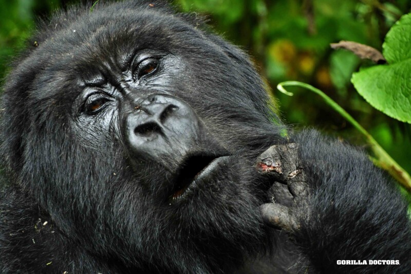 adult female mountain gorilla with minor wound on finger