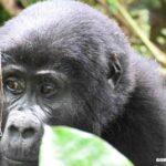 The Snare Rescue that Never Happened!