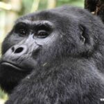 Chaos During a Snare Rescue? Not for Dr. Ricky!