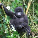 Snare Rescue: Infant Mountain Gorilla