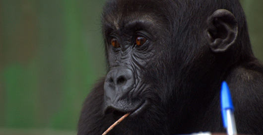 Goma Gorilla Orphans
