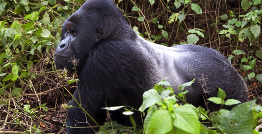 Field Medical Intervention: Gorilla Kariya Runga