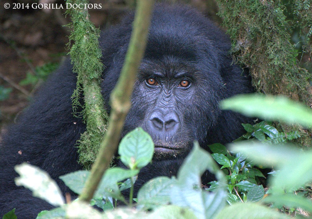 Subadult Grauer's Gorilla 'Busasa' Released from Snare in Challenging Intervention