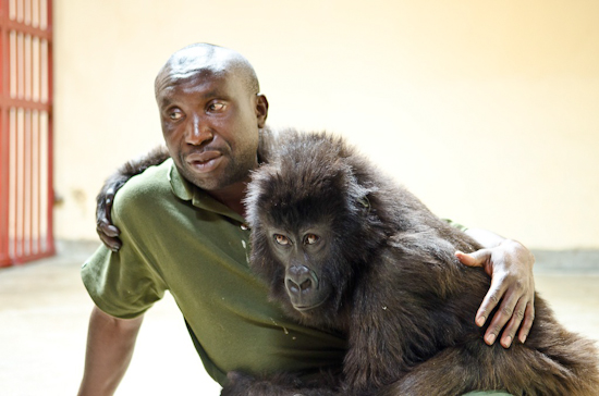 Orphan Ndakasi Suffers Another Health Scare