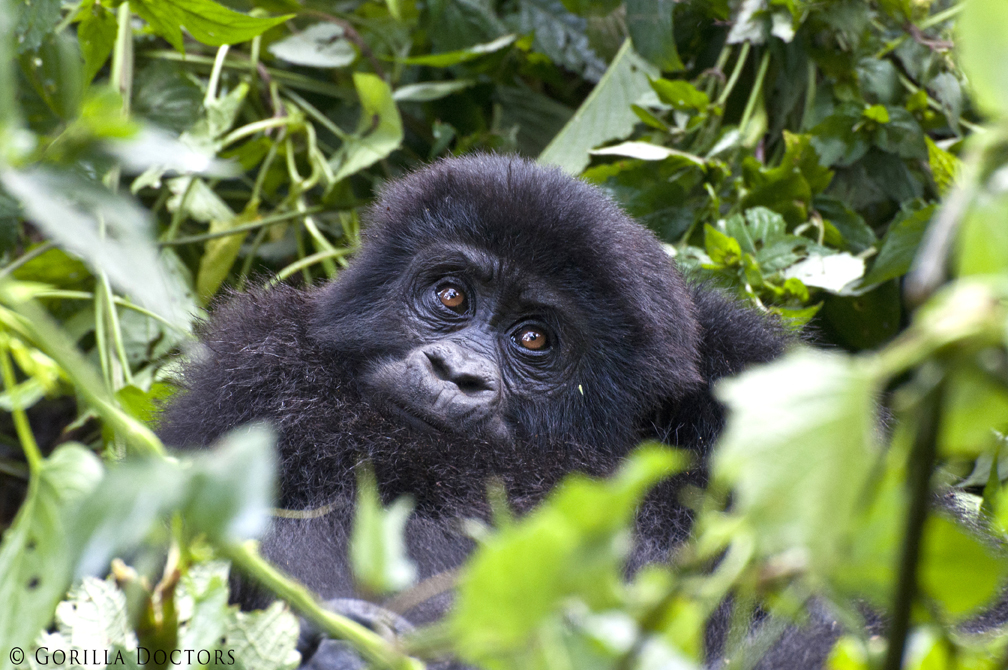Census Results Confirm World Mountain Gorilla Population Up to 880 Individuals