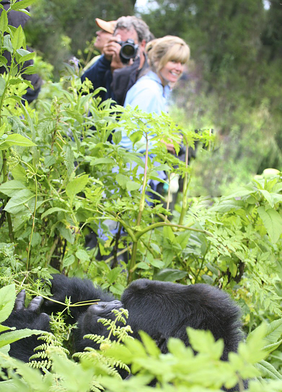 Project VETS Provides Critical Support to Gorilla Doctors