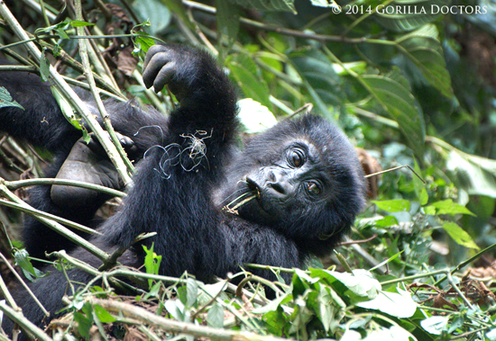 Ensnared Grauer's Gorilla Juvenile Freed in Veterinary Intervention
