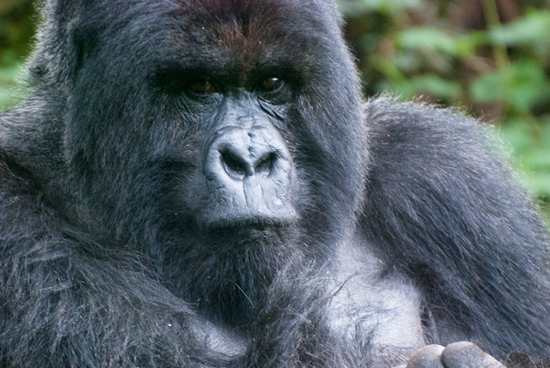 RIP Silverback Kwitonda