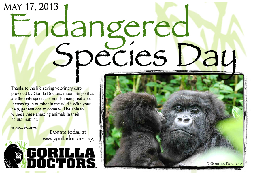 Celebrate Endangered Species Day 2013! - Gorilla Doctors Gorilla Doctors Celebrate Endangered Species Day 2013! - Gorilla Doctors Gorilla Doctors