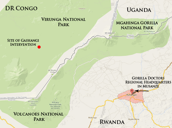 Docs Remove Lesion on Elderly Female Gorilla in Virunga National Park
