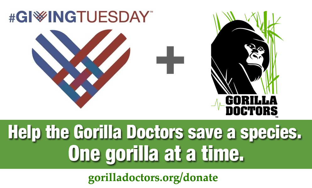 Support Gorilla Doctors on Giving Tuesday