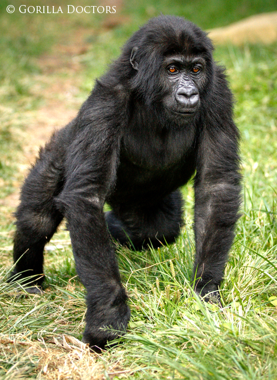 Grauer's Gorilla Orphan Ihirwe Returns Home to DRC