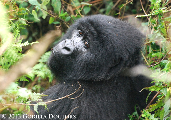 Docs Release Mother Mountain Gorilla from Wire Snare
