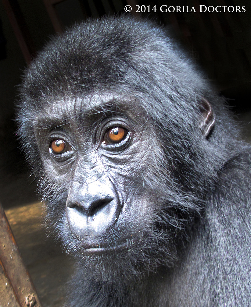 Poached Orphan Gorilla Finds Sanctuary at the Senkwekwe Center