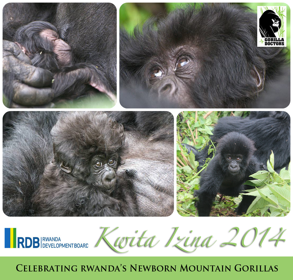 Rwanda Celebrates 10th Annual Kwita Izina Gorilla Baby Naming Ceremony