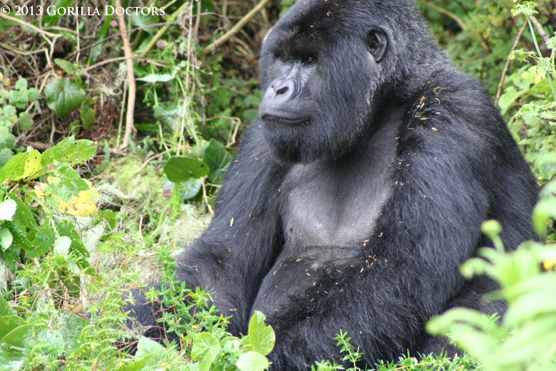 Young Silverback Tries to Hold Onto Group, Showing Signs of Respiratory Illness