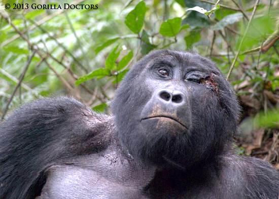 Dr. Fred Intervenes to Treat Silverback's Injuries in Bwindi