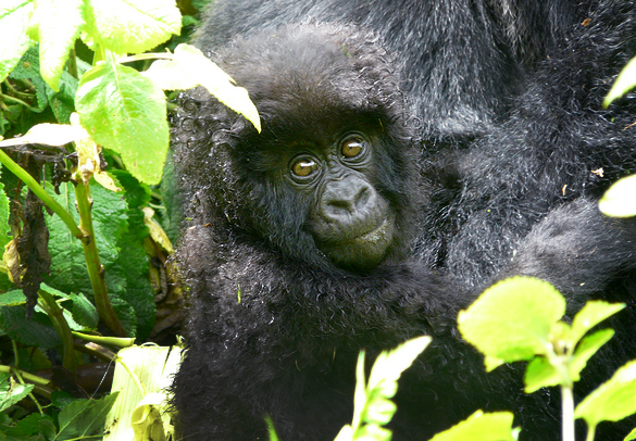 Gorilla Infants Named in 2013 Kwita Izina Ceremony