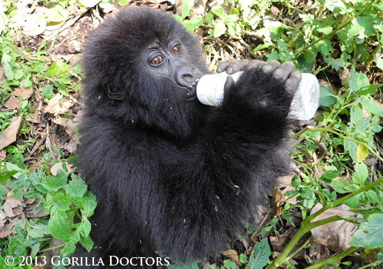 Photo Update: The Senkwekwe Center Gorilla Orphans