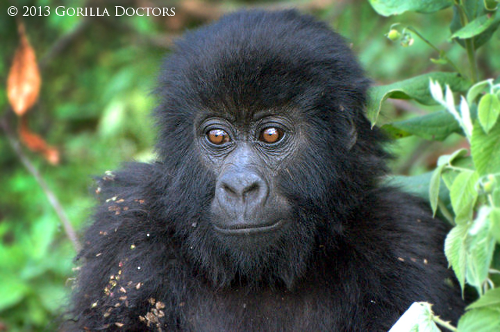 Orphan Mountain Gorilla Matabishi Receives 2nd Quarantine Exam