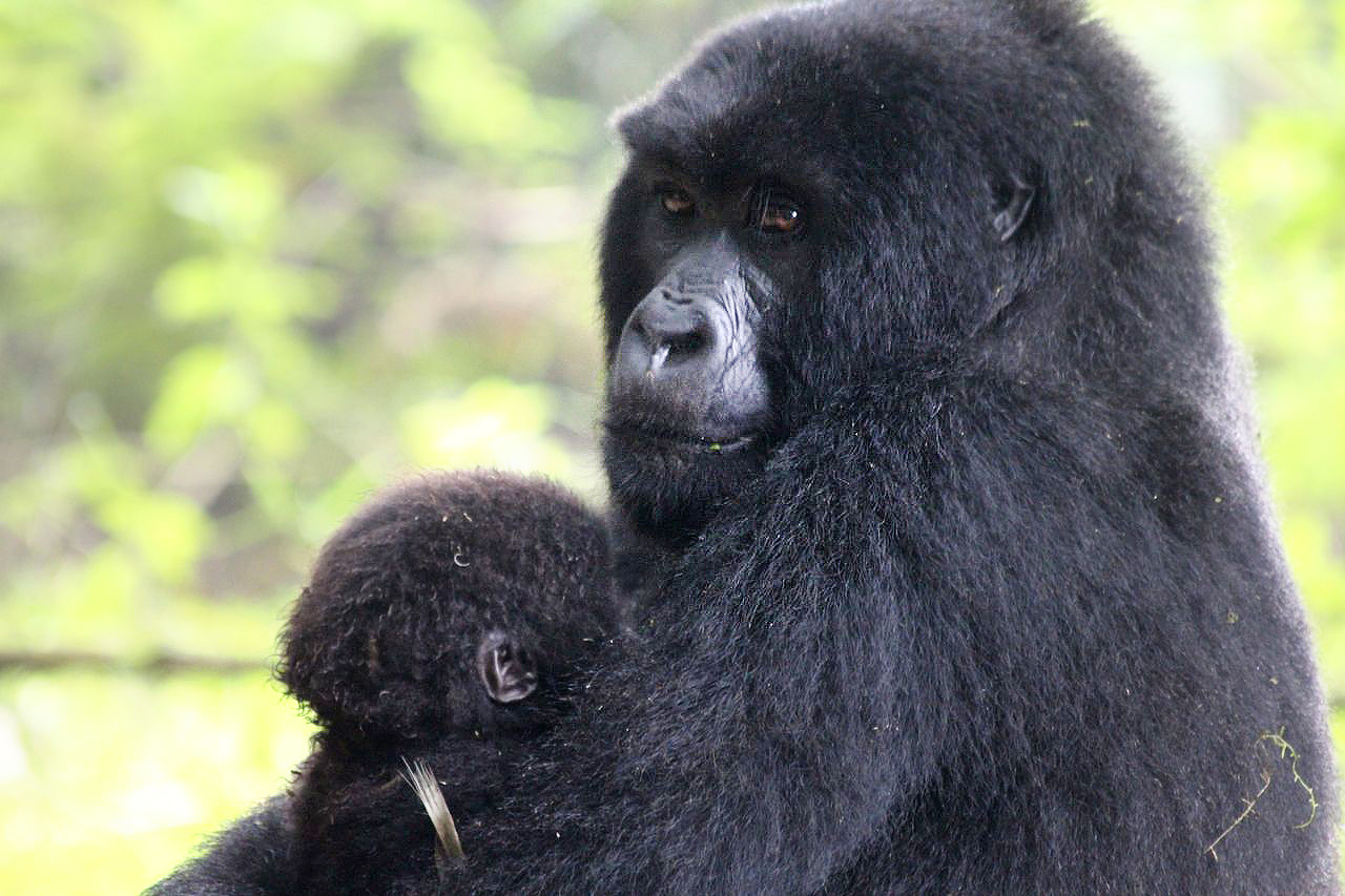 Insight Into the Making of a Gorilla Doctors Documentary Gorilla