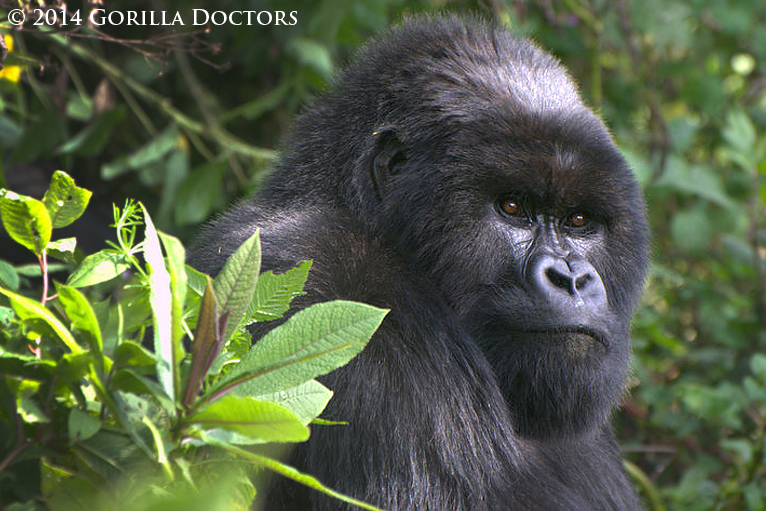 Silverback Muturengere, New Leader of Isimbi group, Treated for Respiratory Infection