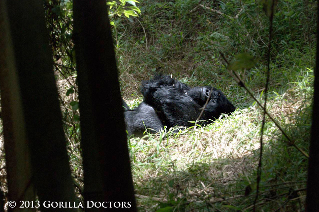 Dr. Fred Treats a Trio of Sick Silverbacks in Nyakagezi Group