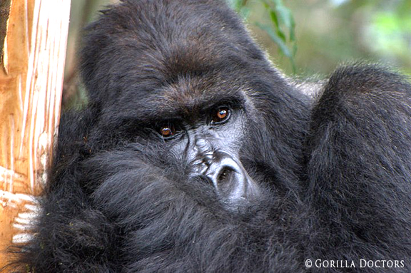 Silverback Rano, Leader of Titus Group, Dies Suddenly, Gorilla Docs Investigate
