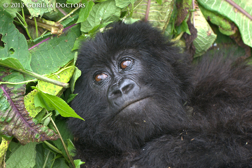 Motherless Infant Gorilla in Ugenda Group Freed from Snare