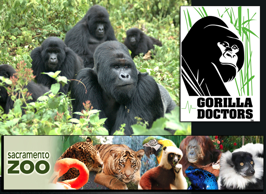 Sacramento Zoo Support Gorilla Doctors Through Quarters for Conservation Program