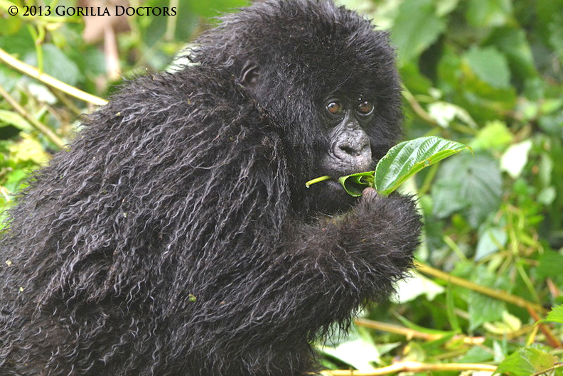 Infant Sacco Treated by Gorilla Doctors