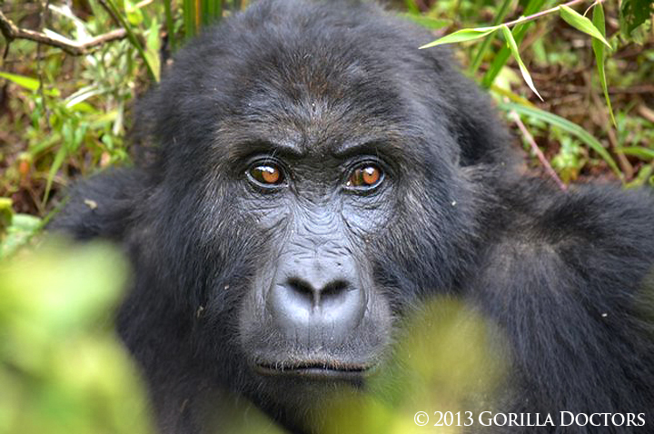 Young Grauer's Gorilla Freed from Snare in Kahuzi Biega National Park