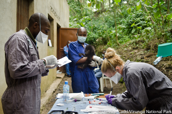 Grauer's Gorilla Orphan Update