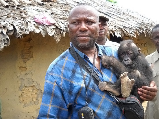 Gorilla Doctors Assist with Confiscation Grauer's Gorilla Orphan Lubutu