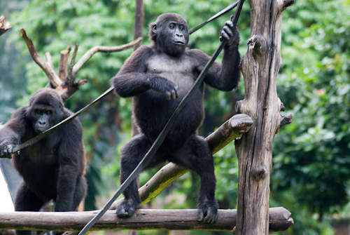Six Captive Orphaned Gorillas Move One Step Closer to Freedom